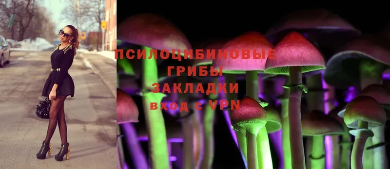 Галлюциногенные грибы Cubensis  хочу   Бирюч 